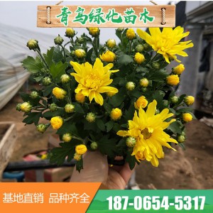 千頭菊基地直供 雙色盆菊花 各種盆栽菊花大量銷售