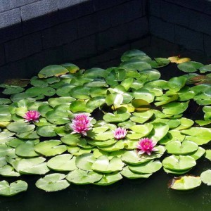 睡蓮 水生植物睡蓮 青州睡蓮 批發基地