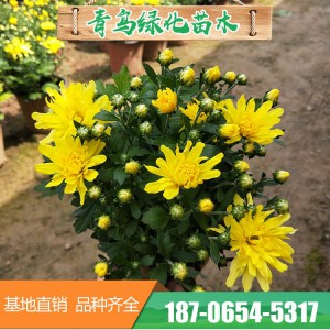 菊花花海 造型千頭菊花 青州千頭菊花花卉種植基地 菊花批發 常年供應菊花