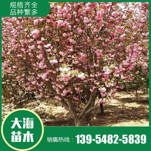 櫻花報價 櫻花樹苗 櫻花苗木基地 大海苗木批發櫻花