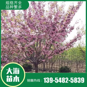 櫻花報價 櫻花樹苗 櫻花苗木基地 大海苗木批發櫻花