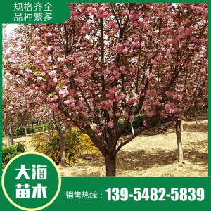 櫻花報價 櫻花樹苗 櫻花苗木基地 大海苗木批發櫻花