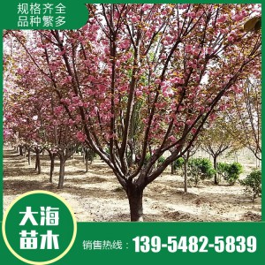 櫻花報價 櫻花樹苗 櫻花苗木基地 大海苗木批發櫻花