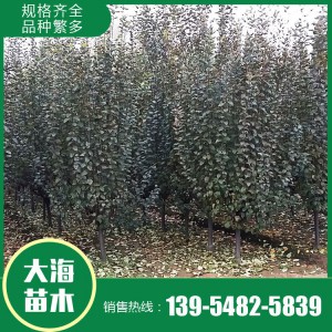 西府海棠批發 西府海棠 樹形優美 基地直銷