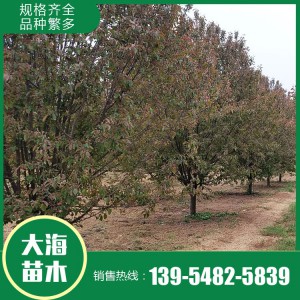 批發絢麗海棠 絢麗海棠種植基地 泰安絢麗海棠銷售 大海苗木