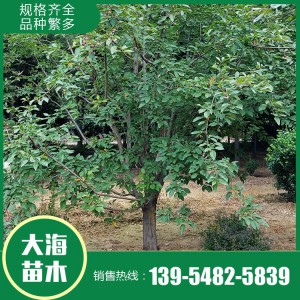 批發絢麗海棠 絢麗海棠種植基地 泰安絢麗海棠銷售 大海苗木