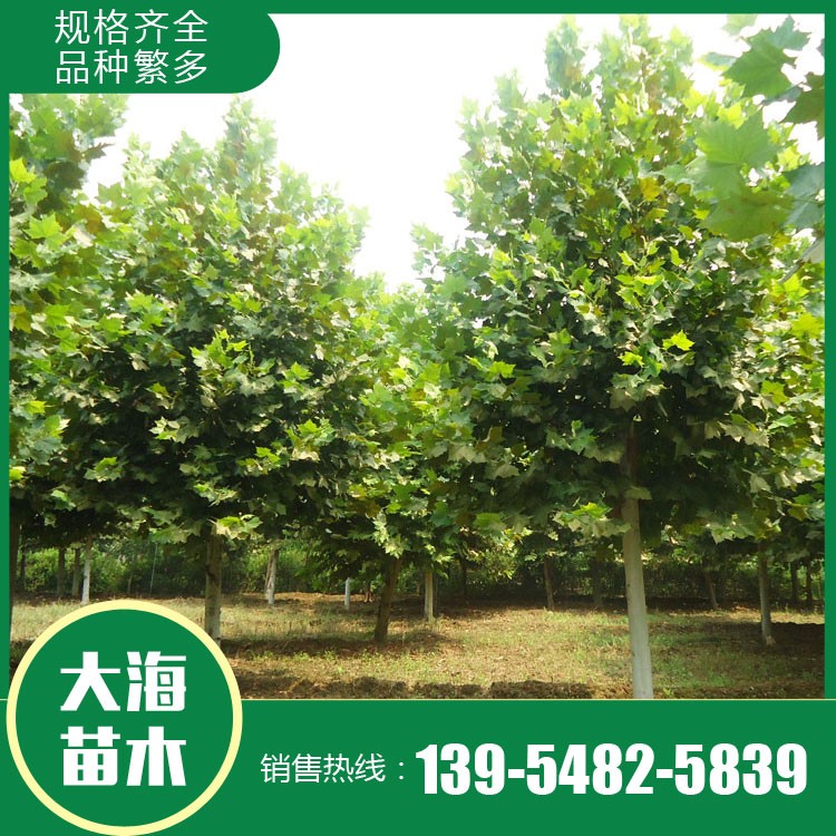 現貨供應法桐 基地直銷法桐 法桐價格