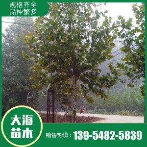 現貨供應法桐 基地直銷法桐 法桐價格