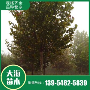 現貨供應法桐 基地直銷法桐 法桐價格