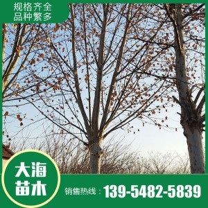 現貨供應法桐 基地直銷法桐 法桐價格