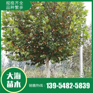 現貨供應法桐 基地直銷法桐 法桐價格