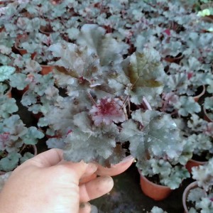 礬根草苗   礬根種植基地   礬根花草  御澤花卉