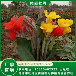 美人蕉 全國銷售 存活率高 品種多 價(jià)格合理