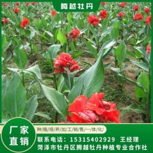 美人蕉 全國銷售 存活率高 品種多 價(jià)格合理