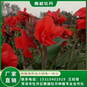 美人蕉 全國銷售 存活率高 品種多 價(jià)格合理