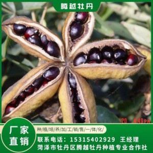 油用牡丹籽 油用牡丹苗 存活率高 品種多 價格合理