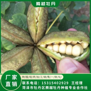 油用牡丹苗 全國銷售 存活率高 品種多 價格合理