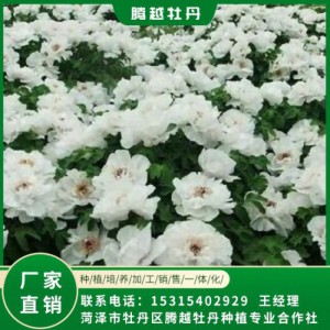 油用牡丹苗 全國銷售 存活率高 品種多 價格合理