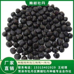 油用牡丹苗 全國銷售 存活率高 品種多 價格合理