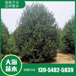 白皮松樹苗供應廠家 綠化用基地白皮松