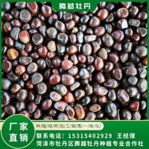 赤芍籽價格 全國銷售 存活率高 品種多 價格合理