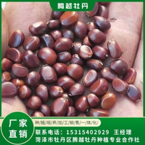 赤芍籽價格 全國銷售 存活率高 品種多 價格合理