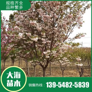 山東早櫻花種植基地 早櫻花樹苗批發銷售 大海苗木