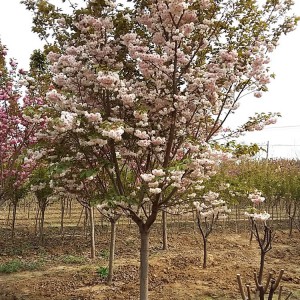 山東早櫻花種植基地 早櫻花樹苗批發銷售 大海苗木