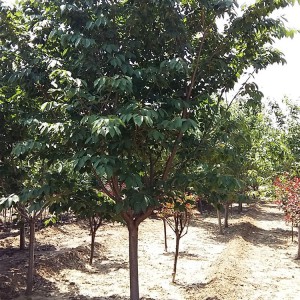 山東早櫻花種植基地 早櫻花樹苗批發銷售 大海苗木
