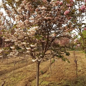 山東絢麗海棠銷售基地 絢麗海棠樹(shù)苗批發(fā) 大海苗木