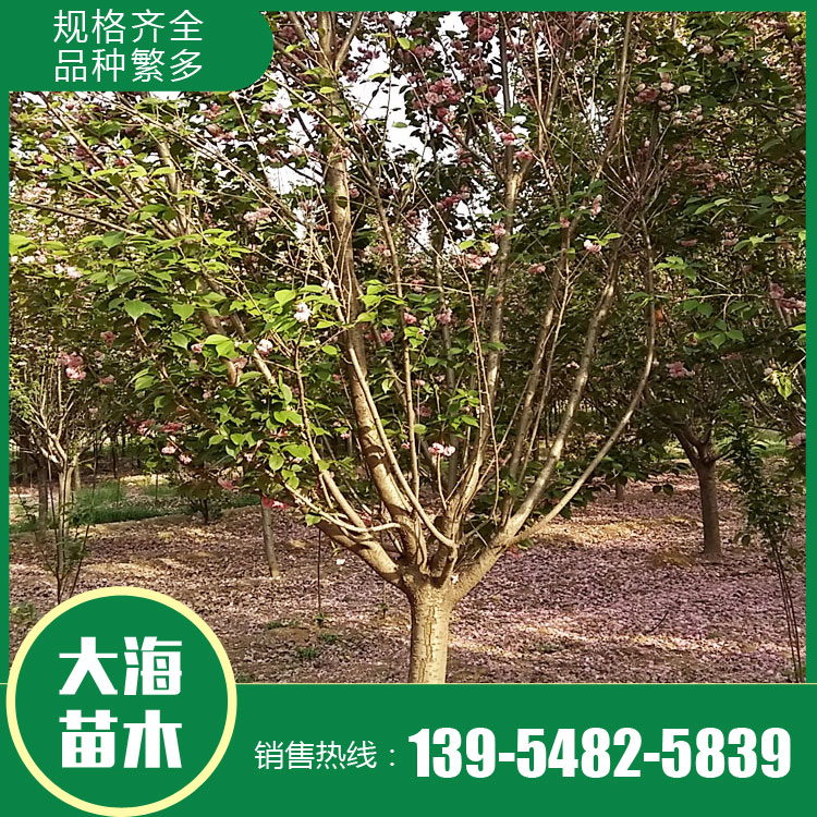 山東櫻花樹苗銷售廠家 櫻花樹苗銷售價格 櫻花苗種植商 廠家現貨直銷