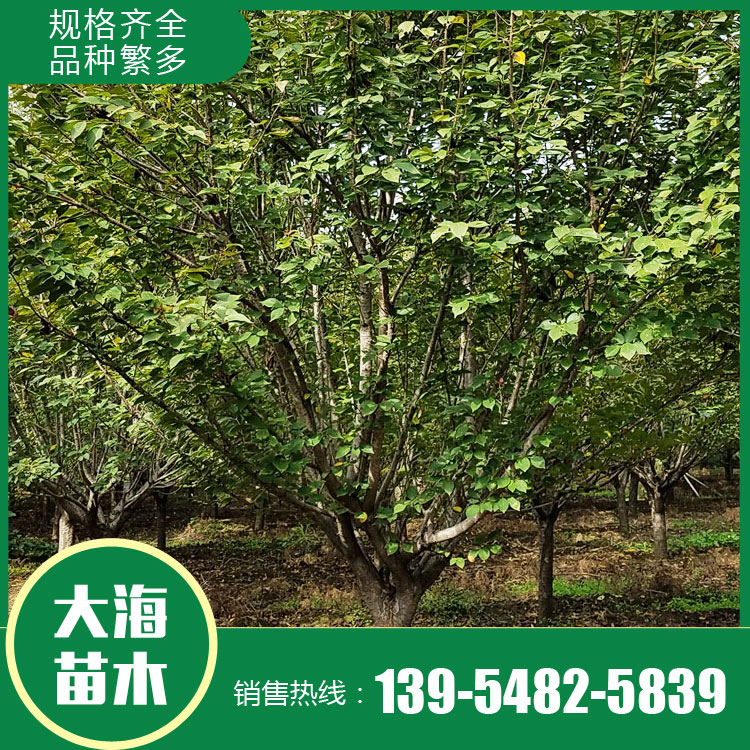山東櫻花樹苗銷售廠家 櫻花樹苗銷售價格 櫻花苗種植商 廠家現貨直銷