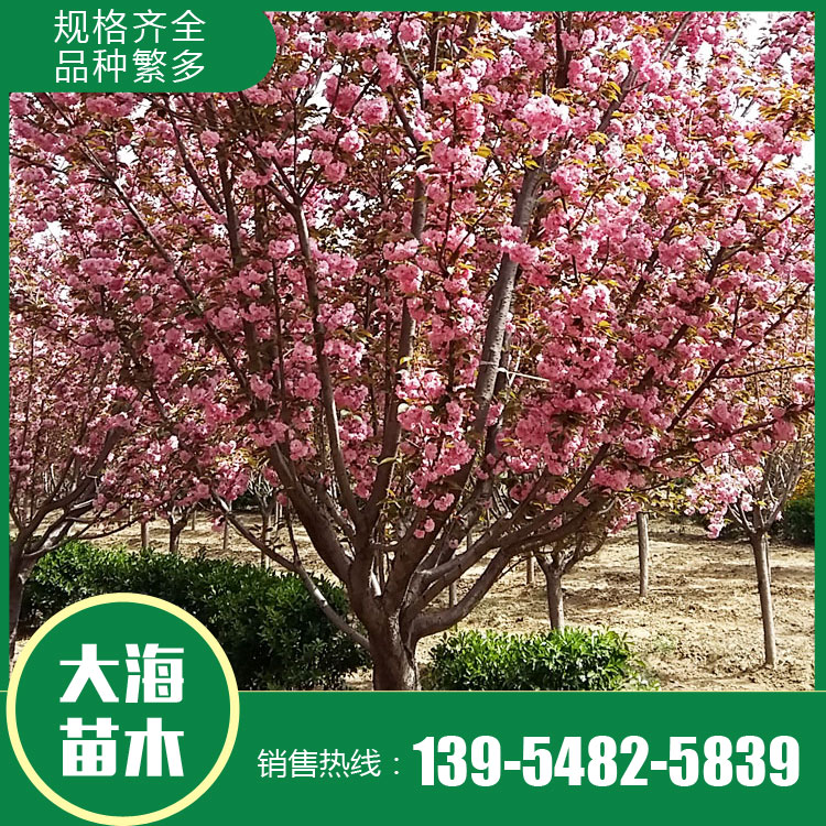 山東櫻花樹苗銷售廠家 櫻花樹苗銷售價格 櫻花苗種植商 廠家現貨直銷