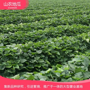 普薯32 地瓜 地瓜苗 紅薯苗 山東地瓜苗 廠家直銷 地瓜苗基