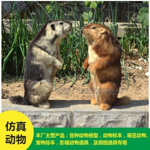 菏澤批發(fā) 仿真土撥鼠 價(jià)格低廉