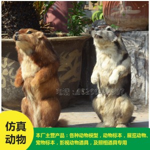 菏澤批發(fā) 仿真土撥鼠 價(jià)格低廉