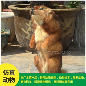 菏澤批發(fā) 仿真土撥鼠 價(jià)格低廉