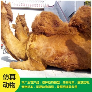 菏澤批發 仿真駱駝 價格低廉
