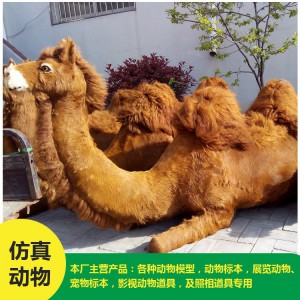菏澤批發 仿真駱駝 價格低廉