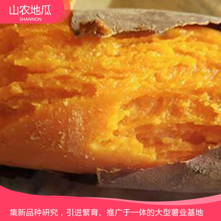 湖南湘潭 優良紅薯苗 批發紅薯種苗 龍署九號地瓜苗價格