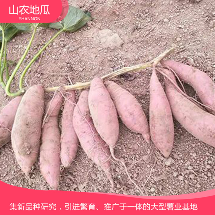 湖南湘潭 優良紅薯苗 批發紅薯種苗 龍署九號地瓜苗價格