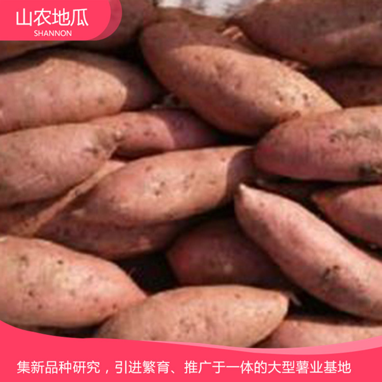 湖南湘潭 優良紅薯苗 批發紅薯種苗 龍署九號地瓜苗價格