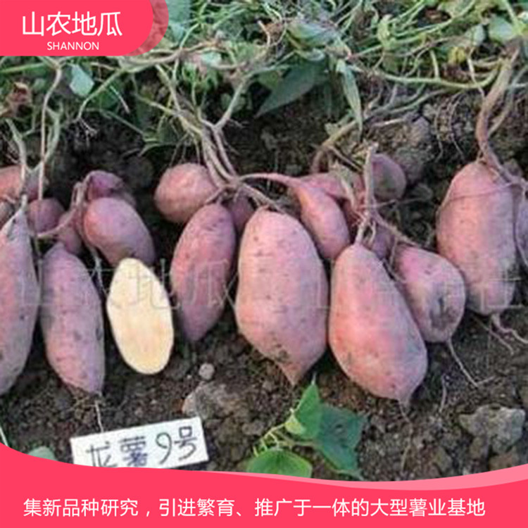 湖南湘潭 優良紅薯苗 批發紅薯種苗 龍署九號地瓜苗價格