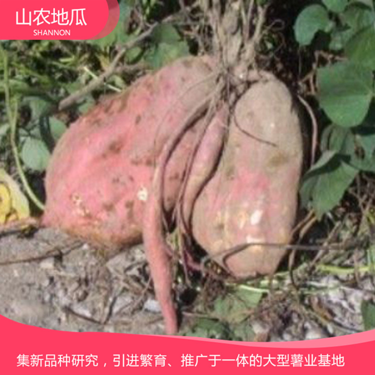 山東濰坊 廠家直銷地瓜苗 批發(fā)紅薯種苗 高品質(zhì)地瓜苗批發(fā)