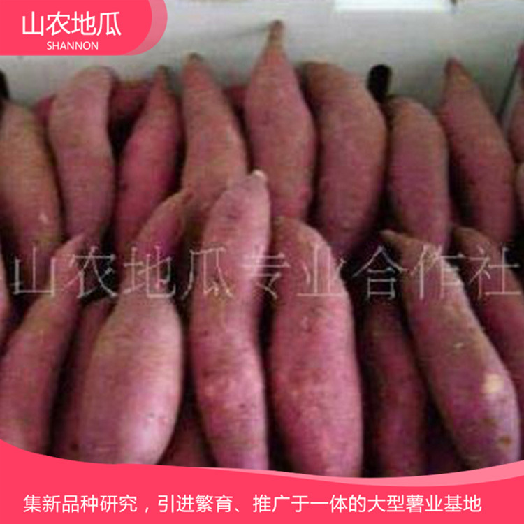 山東煙臺 廠家直銷地瓜苗 批發(fā)紅薯種苗 龍署九號地瓜苗價(jià)格