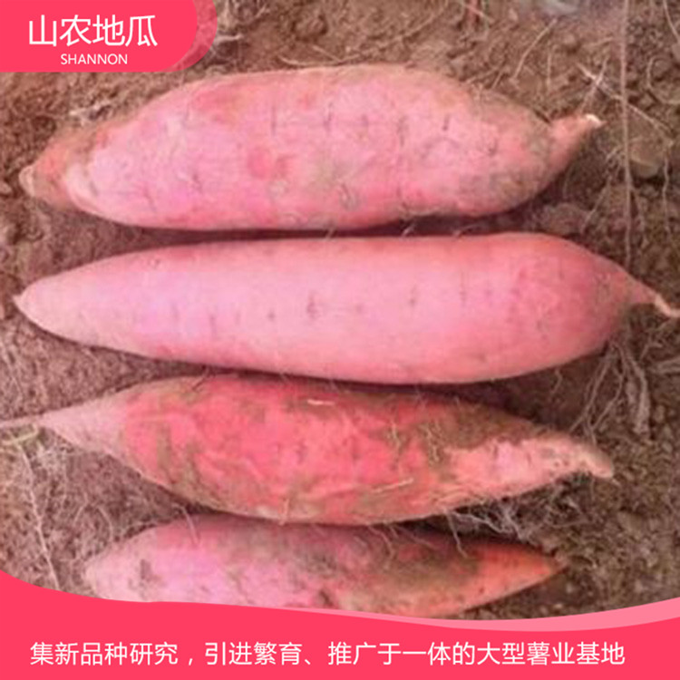 湖南湘潭 優良紅薯苗 批發紅薯種苗 龍署九號地瓜苗價格