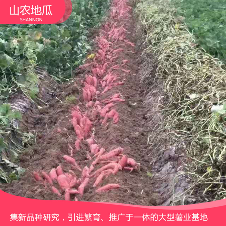 山東煙臺 廠家直銷地瓜苗 批發(fā)紅薯種苗 龍署九號地瓜苗價(jià)格