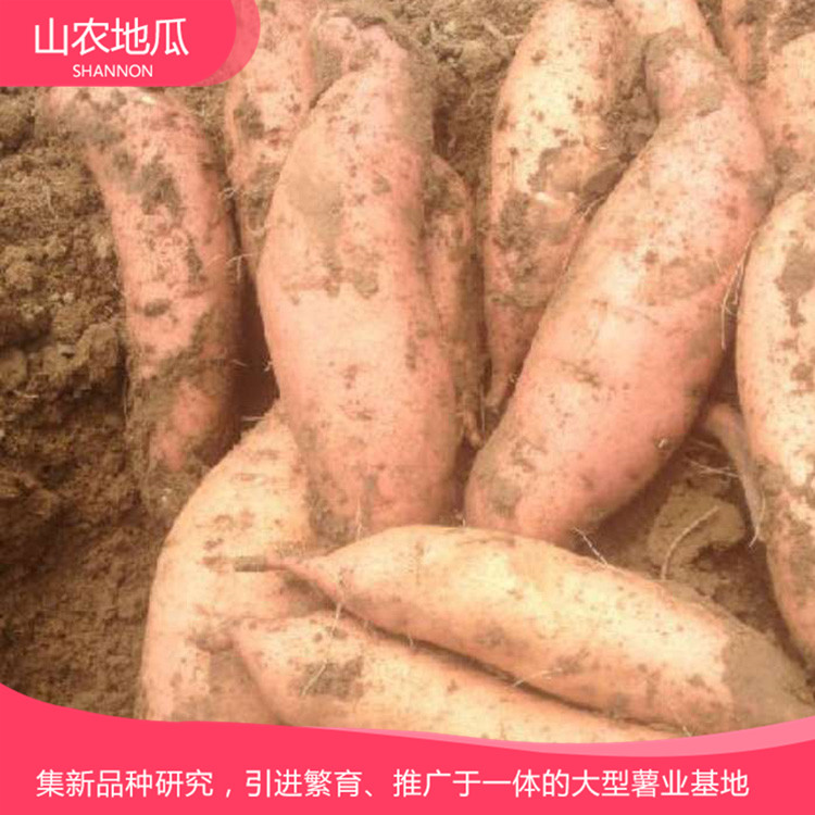 湖南湘潭 優良紅薯苗 批發紅薯種苗 龍署九號地瓜苗價格