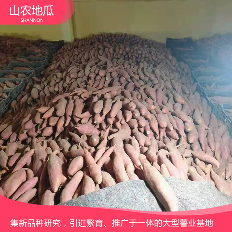 山東日照澳州紫白地瓜 供應(yīng)濟(jì)薯26號(hào)地瓜苗 普薯32 秦薯8號(hào)批發(fā)