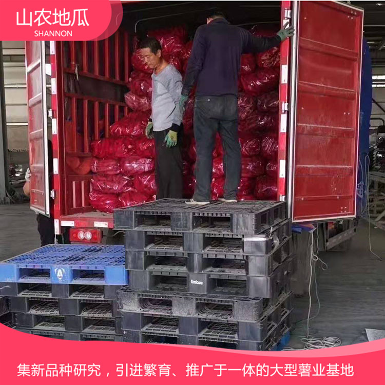 安徽六安煙薯25 鶯歌 商薯19地瓜苗批發(fā) 廠家直銷西瓜紅價(jià)格